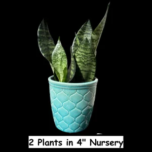 Snake Plant Live Plant - Sansevieria Laurentii & Zeylanica, Air Purifier - Image 4