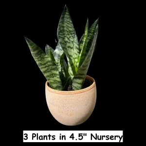 Snake Plant Live Plant - Sansevieria Laurentii & Zeylanica - Air Purifier - Image 5