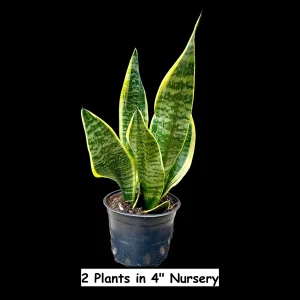Snake Plant Live Plant - Sansevieria Laurentii & Zeylanica, Air Purifier - Image 5