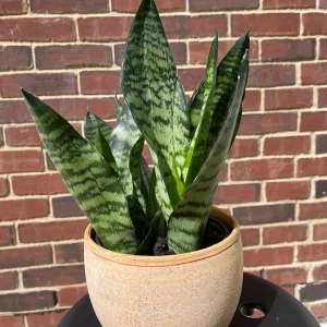 Snake Plant Live Plant - Sansevieria Laurentii & Zeylanica, Air Purifier - Image 8