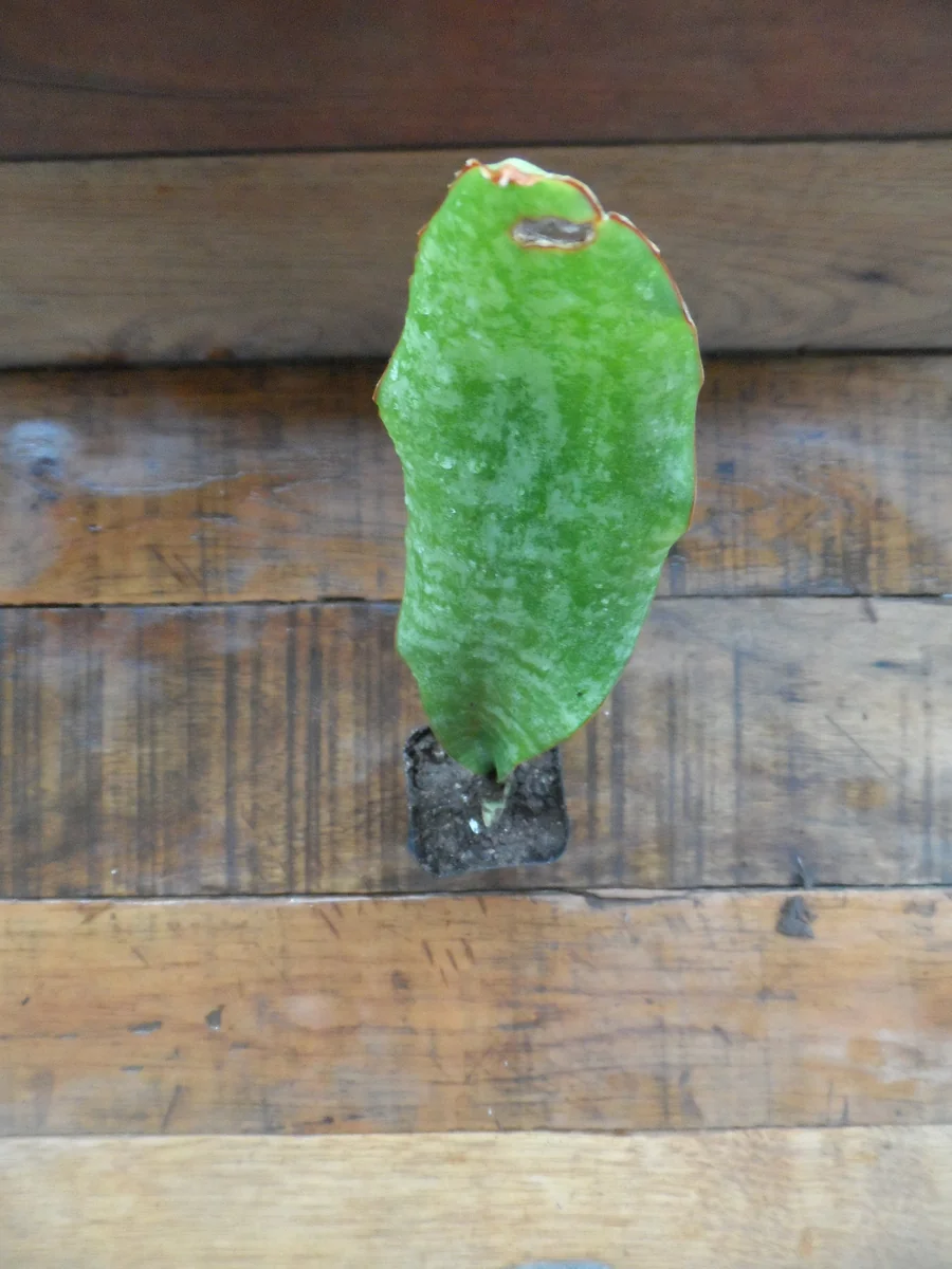 Snake Plant Sansavieria Zeylanica - Live Plant in 4 inch Pot - Indoor Air Purifier - Image 2
