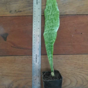 Snake Plant Sansavieria Zeylanica - Live Plant in 4 inch Pot - Indoor Air Purifier - Image 1