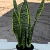 Snake Plant Sansevieria Laurentii Live Plant – 2-3 Feet Tall – Indoor/Outdoor - Image 1