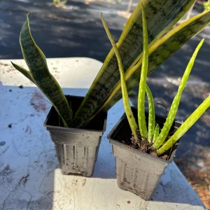 Snake Plant Sansevieria Laurentii Live Plant – 2-3 Feet Tall – Indoor/Outdoor - Image 6