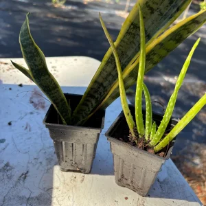 Snake Plant Sansevieria Laurentii Live Plant – 2-3 Feet Tall – Indoor/Outdoor - Image 6