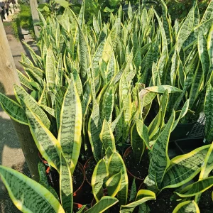 Snake Plant Sansevieria Yellow Live Plant – 6in Pot – Air Purifying Houseplant - Image 2