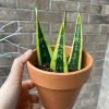 Snake Plant Unrooted Cuttings Sansevieria Zeylanica - Mother-in-Law's Tongue Indoor Plant - Image 1