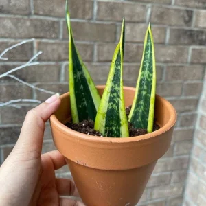 Snake Plant Unrooted Cuttings Sansevieria Zeylanica - Mother-in-Law's Tongue Indoor Plant - Image 1