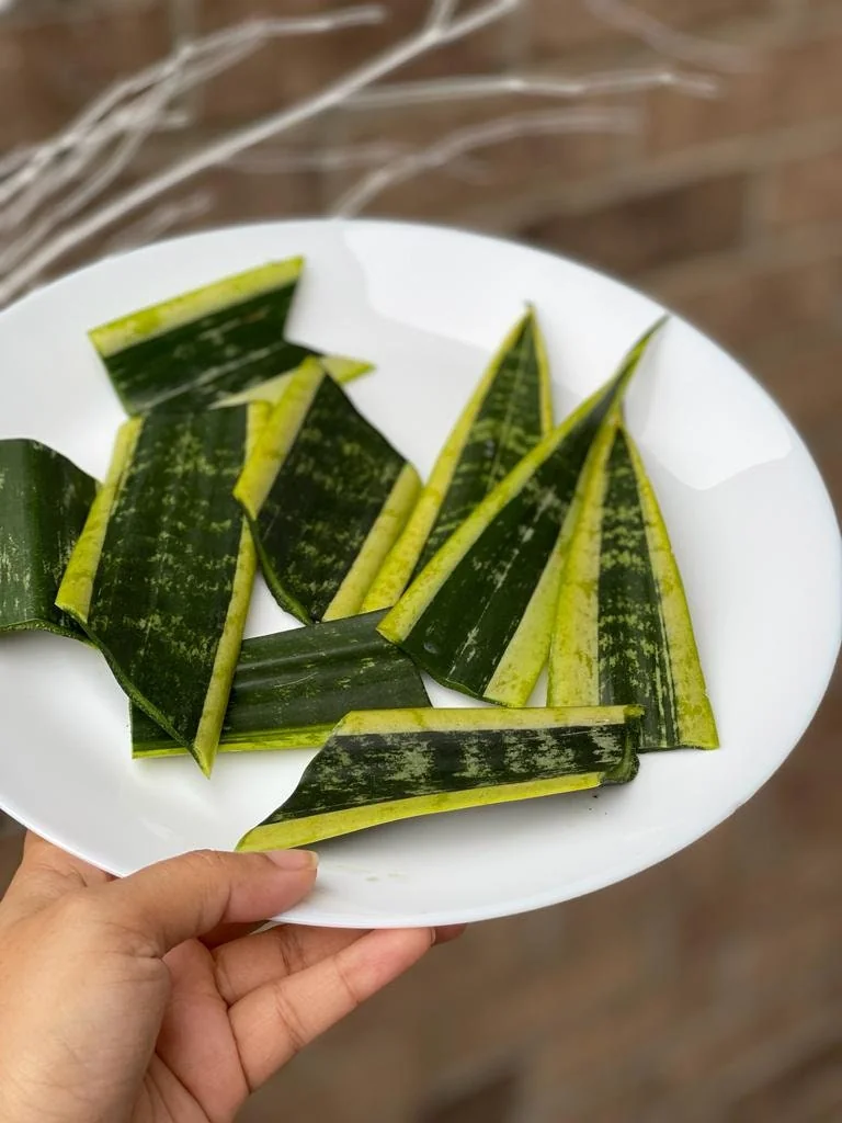 Snake Plant Unrooted Cuttings Sansevieria Zeylanica - Mother-in-Law's Tongue Indoor Plant - Image 4