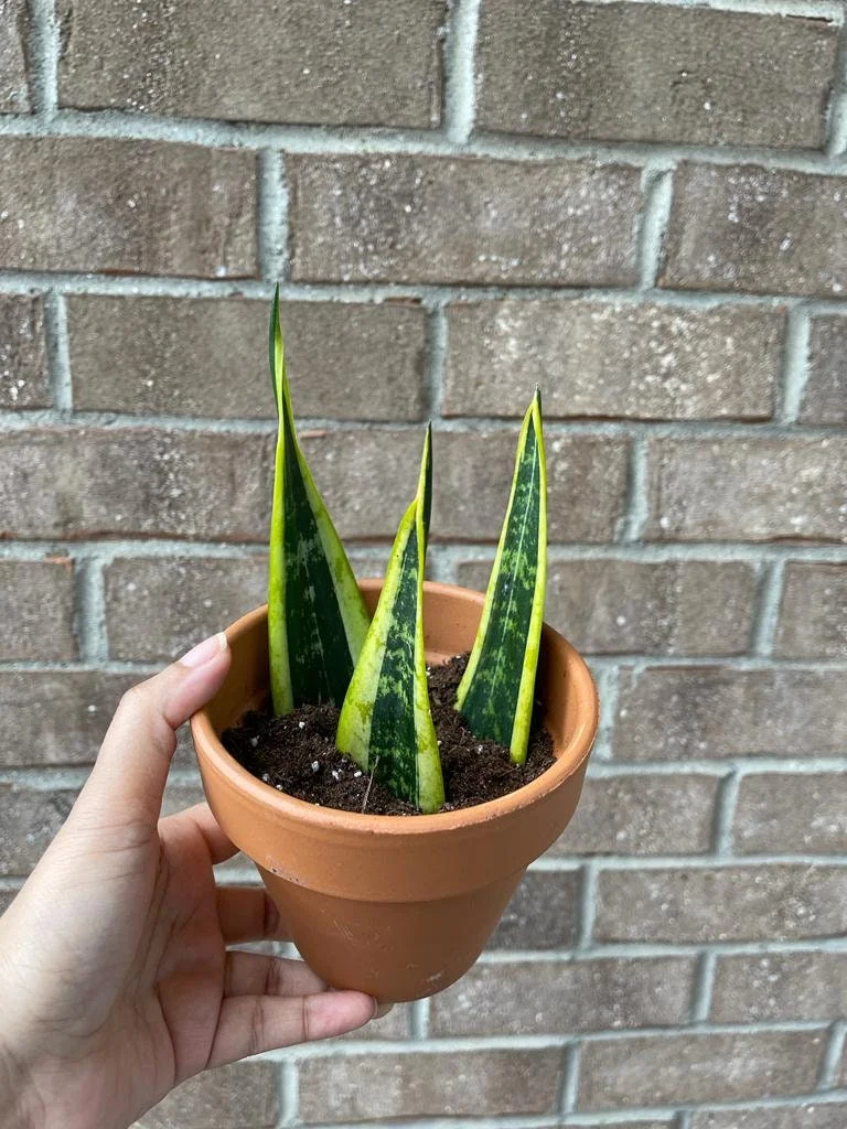 Snake Plant Unrooted Cuttings Sansevieria Zeylanica - Mother-in-Law's Tongue Indoor Plant - Image 5