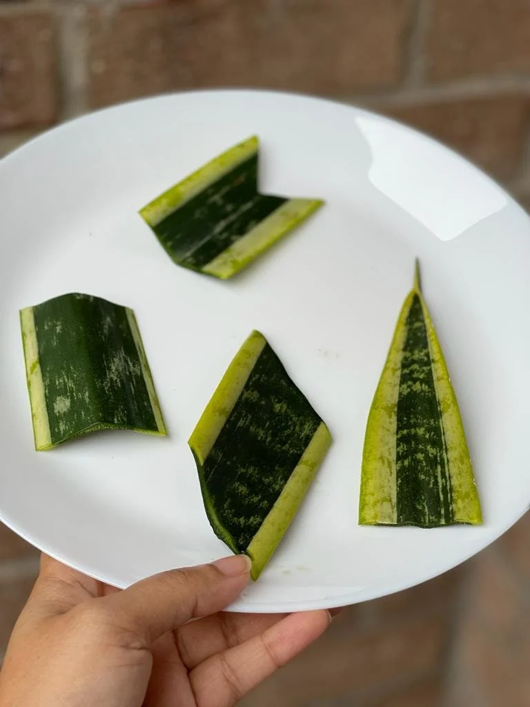Snake Plant Unrooted Cuttings Sansevieria Zeylanica - Mother-in-Law's Tongue Indoor Plant - Image 6