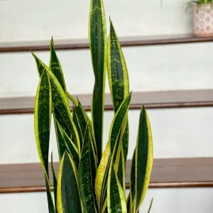 Snake Plant Unrooted Cuttings Sansevieria Zeylanica - Mother-in-Law's Tongue Indoor Plant - Image 7