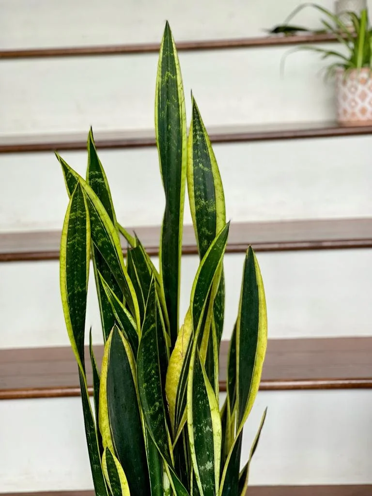Snake Plant Unrooted Cuttings Sansevieria Zeylanica - Mother-in-Law's Tongue Indoor Plant - Image 7