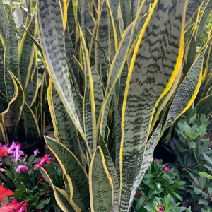 Snake Plant Variegated Live Plant - Sansevieria Trifasciata - 2 Feet Tall in 3 Gallon Pot - Indoor Air Purifier - Image 2
