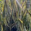 Snake Plant Variegated Live Plant - Sansevieria Trifasciata - 2 Feet Tall in 3 Gallon Pot - Indoor Air Purifier - Image 1