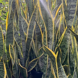 Snake Plant Variegated Live Plant - Sansevieria Trifasciata - 2 Feet Tall in 3 Gallon Pot - Indoor Air Purifier - Image 1
