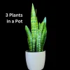 Snake Plant Zeylanica Live Plant - Mother-in-Law's Tongue Indoor Air Purifier - Image 1