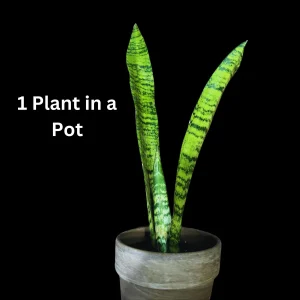 Snake Plant Zeylanica Live Plant - Mother-in-Law's Tongue Indoor Air Purifier - Image 3