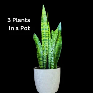 Snake Plant Zeylanica Live Plant - Mother-in-Law's Tongue Indoor Air Purifier - Image 1