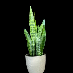 Snake Plant Zeylanica Live Plant - Mother-in-Law's Tongue Indoor Air Purifier - Image 5