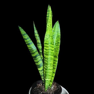 Snake Plant Zeylanica Live Plant - Mother-in-Law's Tongue Indoor Air Purifier - Image 6