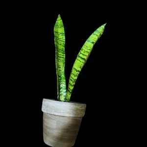 Snake Plant Zeylanica Live Plant - Mother-in-Law's Tongue Indoor Air Purifier - Image 7
