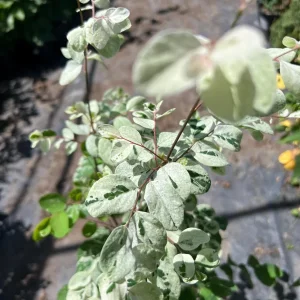 Snow Bush White Live Plant – 1 ft Tall – 1 Gallon Pot – Outdoor Shrub - Image 3