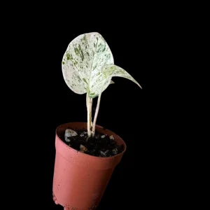 Snow Queen Pothos Live Plant - 1.5