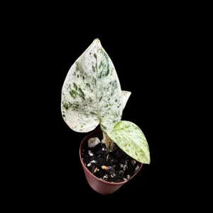 Snow Queen Pothos Live Plant - 1.5