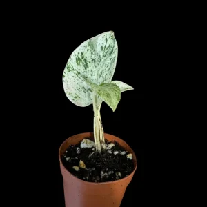Snow Queen Pothos Live Plant - 1.5