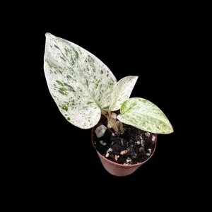 Snow Queen Pothos Live Plant - 1.5