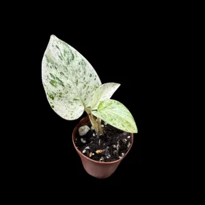 Snow Queen Pothos Live Plant - 1.5