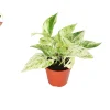 Snow Queen Pothos Live Plant – 4 inch Pot – Indoor Houseplant – Easy Care - Image 1