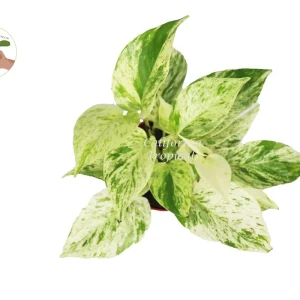 Snow Queen Pothos Live Plant – 4 inch Potted Houseplant – Indoor - Image 2