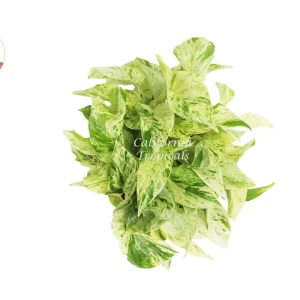 Snow Queen Pothos Live Plant - 6-inch Pot - Indoor Trailing Houseplant - Image 2