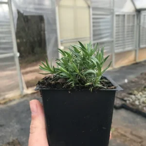 Snowflake Creeping Phlox Live Plant 3.5