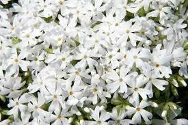 Snowflake Creeping Phlox Live Plant 3.5" Pot - Deer Resistant Groundcover - Image 1
