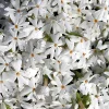 Snowflake Creeping Phlox Perennial Live Plant – White Flowers – Quart Pot - Image 1
