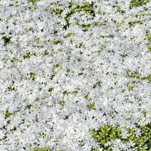 Snowflake Creeping Phlox Perennial Live Plant – White Flowers – Quart Pot - Image 2