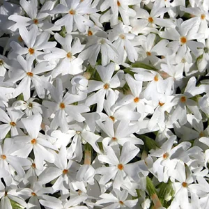 Snowflake Creeping Phlox Perennial Live Plant – White Flowers – Quart Pot - Image 1