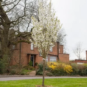 Snowgoose Flowering Cherry Tree - Live Plant, White Blooms, 6-14 in Tall, 2.5 in Pot, Outdoor - Image 4