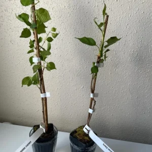 Snowgoose Flowering Cherry Tree - Live Plant, White Blooms, 6-14 in Tall, 2.5 in Pot, Outdoor - Image 6