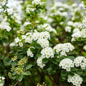 Snowmound Spirea Live Plant - 6-12
