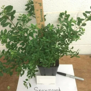 Snowmound Spirea Live Plant - 6-12