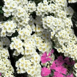 Snowmound Spirea Live Shrub – 1 Quart Pot, 6-12