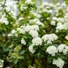 Snowmound Spirea Live Shrub – 1 Quart Pot, 6-12" Tall – White Spring Blooms Outdoor - Image 1