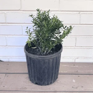 Soft Touch Japanese Holly Tree - Ilex Crenata - 1 Gallon Live Plant - Evergreen Shrub - Image 2