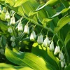 Solomon's Seal Bare-root Plant - Hardy Perennial Herb for Shade - Image 1
