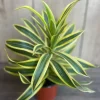 Song of India Dracaena Reflexa Live Plant – 4" Pot – Indoor Tropical - Image 1