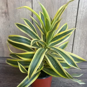 Song of India Dracaena Reflexa Live Plant – 4